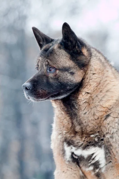 Akita Den Snöiga Parken — Stockfoto