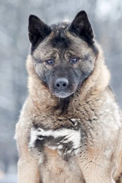 Akita Het Besneeuwde Park — Stockfoto