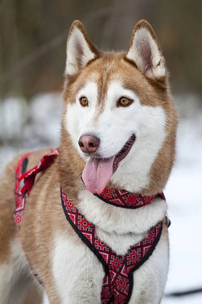 Bedårande Sibiriska Husky Hund Utomhus — Stockfoto