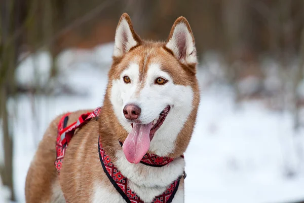 Bedårande Sibiriska Husky Hund Utomhus — Stockfoto