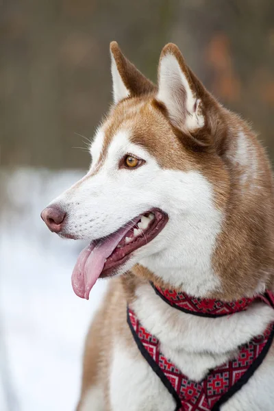 Sevimli Sibirya Husky Köpeği Açık Havada — Stok fotoğraf