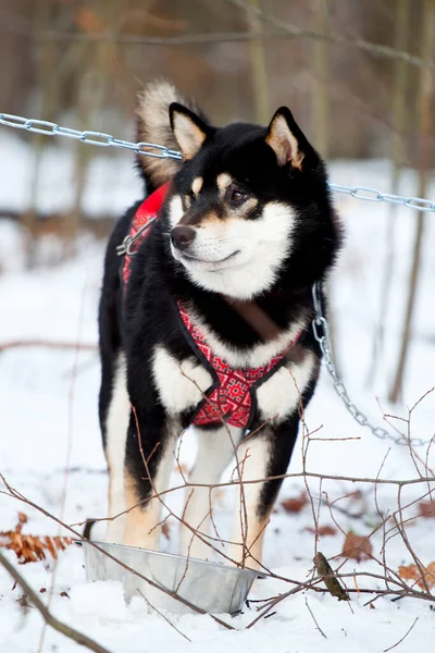 Imádnivaló Szibériai Husky Kutya Szabadban — Stock Fotó