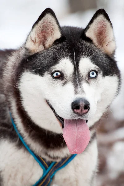 Bedårande Sibiriska Husky Hund Utomhus — Stockfoto