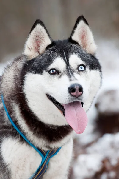 Uroczy Syberyjski Pies Husky Zewnątrz — Zdjęcie stockowe