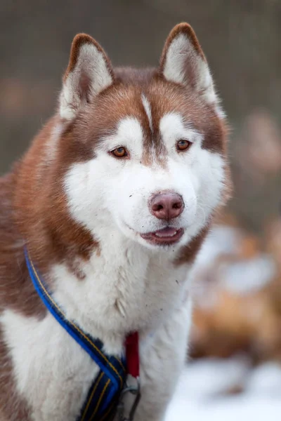 Rozkošný Sibiřský Husky Pes Venku — Stock fotografie