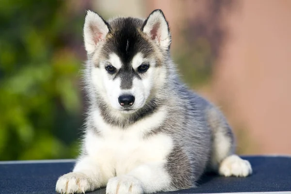 Siberische Husky Puppy Buiten — Stockfoto