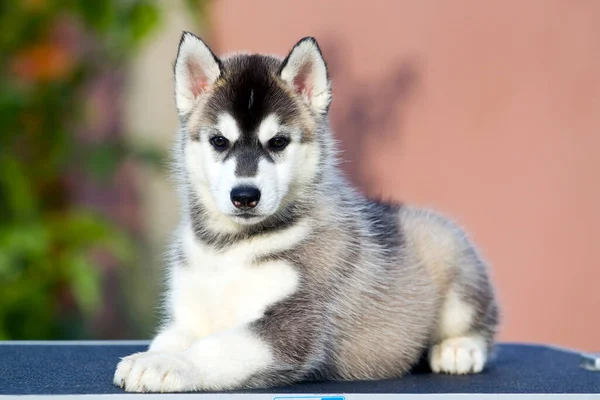 Siberian Husky Puppy Outdoors — Stock Photo, Image