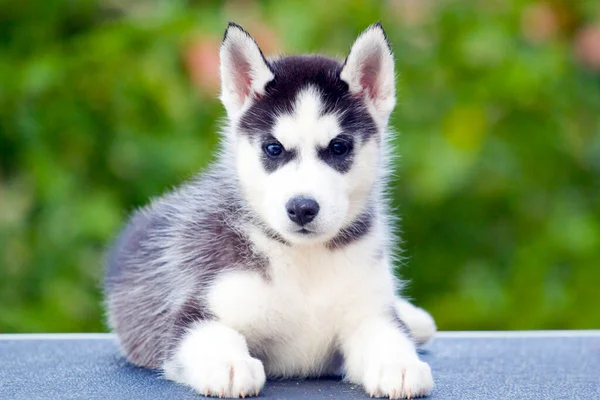 Cachorrinho Husky Siberiano Livre — Fotografia de Stock