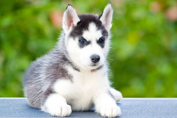 Siberian Husky Welpen Freien — Stockfoto