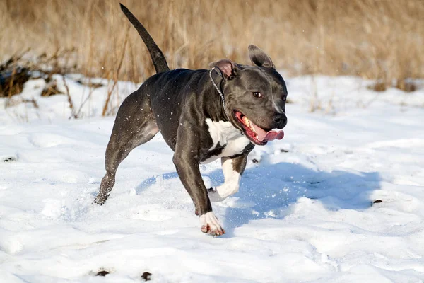 American Staffordshire terrier dog in winter