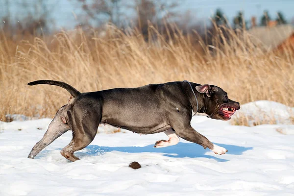 American Staffordshire Cane Terrier Inverno — Foto Stock