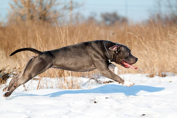 American Staffordshire Cane Terrier Inverno — Foto Stock