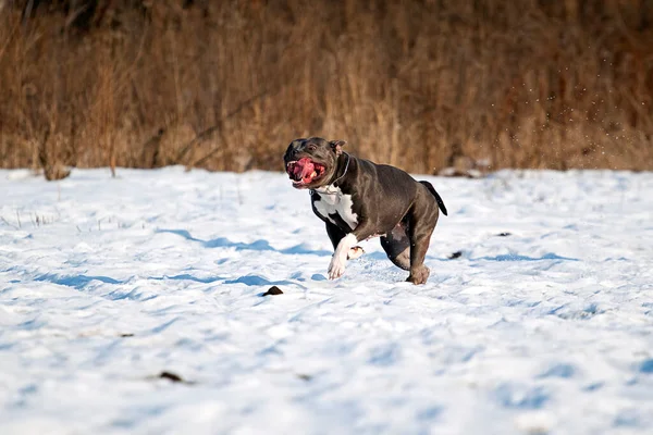 American Staffordshire Terrier Hund Winter — Stockfoto