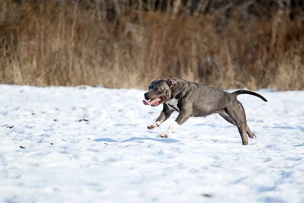 American Staffordshire Terrier Hund Winter — Stockfoto