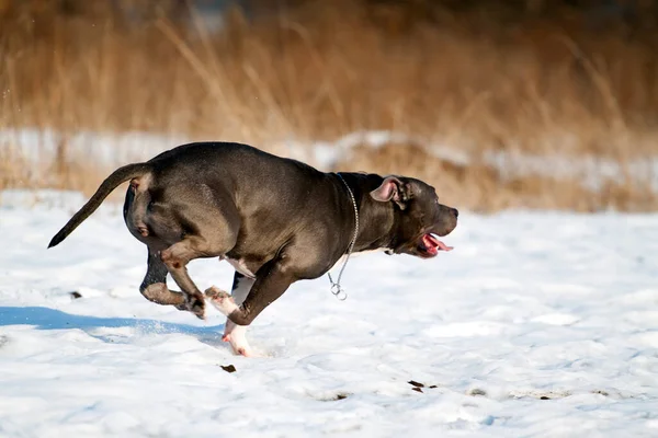 American Staffordshire Terrier Hund Winter — Stockfoto