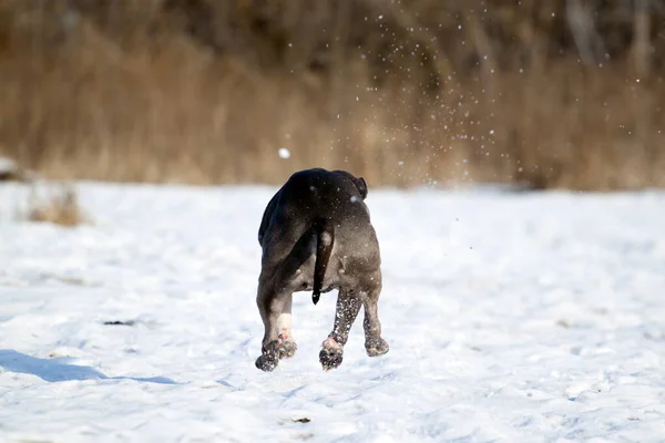 American Staffordshire Cão Terrier Inverno — Fotografia de Stock