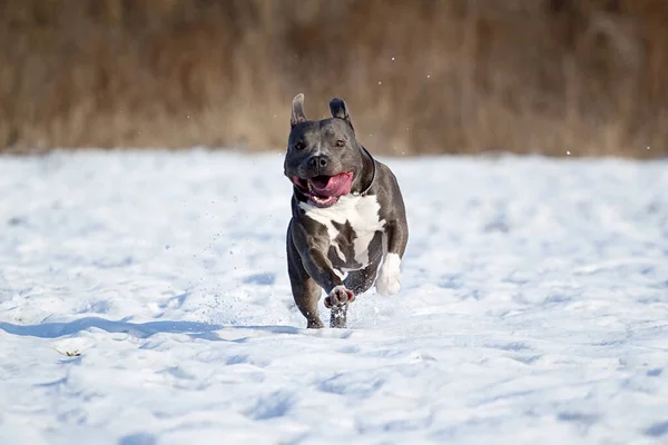 Amerikaanse Staffordshire Terriër Hond Winter — Stockfoto