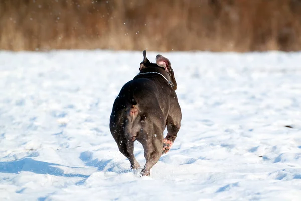American Staffordshire Cane Terrier Inverno — Foto Stock