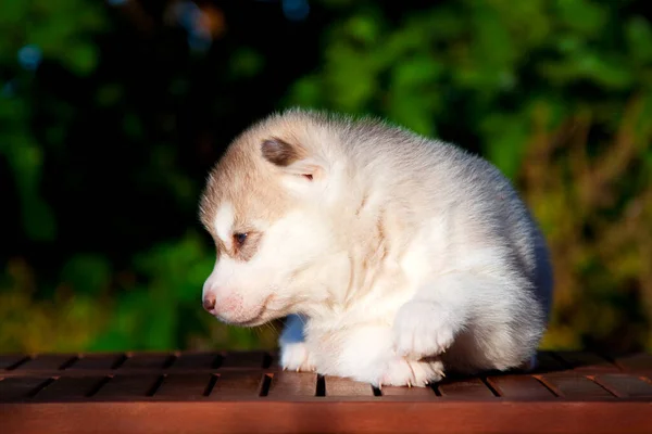 Siberian Husky Puppy Outdoors — Stock Photo, Image