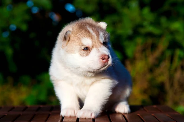 Cachorrinho Husky Siberiano Livre — Fotografia de Stock