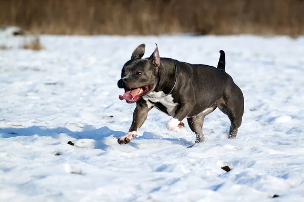 American Staffordshire Terrier Hund Winter — Stockfoto