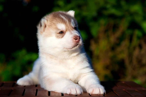 Syberyjski Szczeniak Husky Zewnątrz — Zdjęcie stockowe