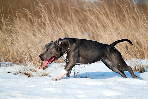 American Staffordshire Cane Terrier Inverno — Foto Stock