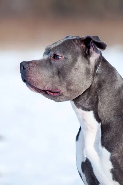 Chien Terrier Américain Staffordshire Hiver — Photo