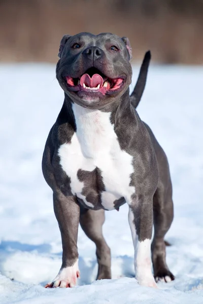 Amerikai Staffordshire Terrier Kutya Télen — Stock Fotó