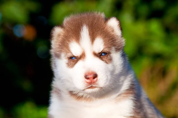 Siberische Husky Puppy Buiten — Stockfoto