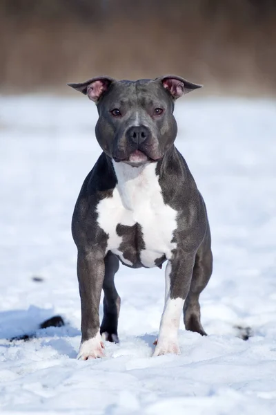 American Staffordshire terrier dog in winter