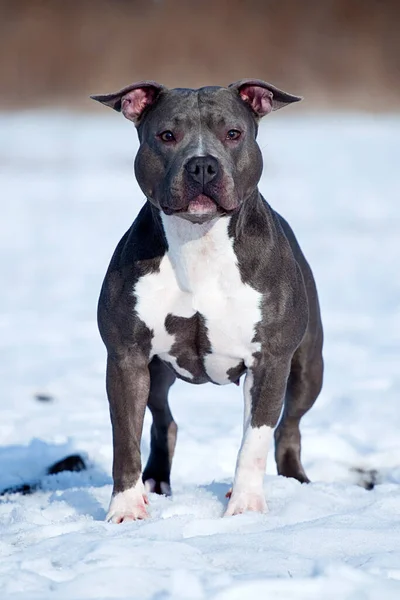 Amerikai Staffordshire Terrier Kutya Télen — Stock Fotó