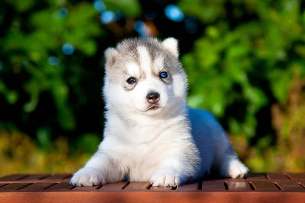 Siberische Husky Puppy Buiten — Stockfoto