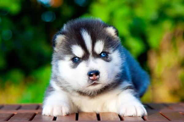 シベリアハスキー子犬屋外 — ストック写真