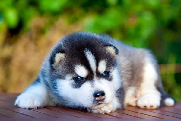 Cachorrinho Husky Siberiano Livre — Fotografia de Stock