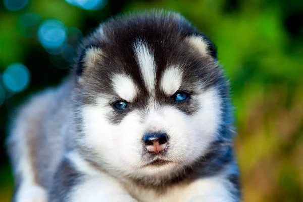 Siberische Husky Puppy Buiten — Stockfoto