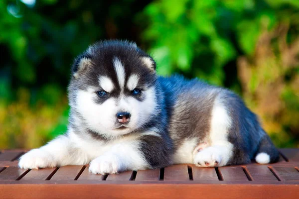 Siberische Husky Puppy Buiten — Stockfoto