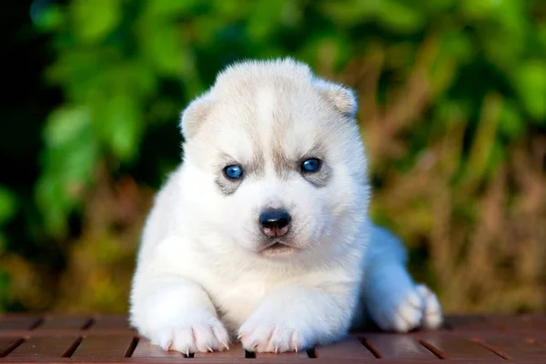 Cachorrinho Husky Siberiano Livre — Fotografia de Stock