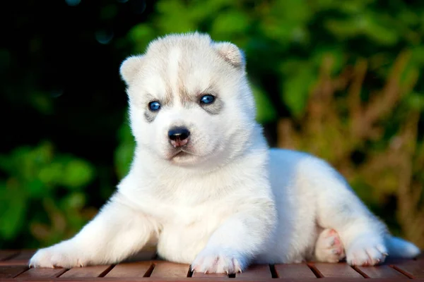 Siberiano Husky Cucciolo All Aperto — Foto Stock