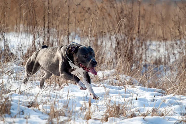 Americký Stafordšírský Teriér Pes Zimě — Stock fotografie