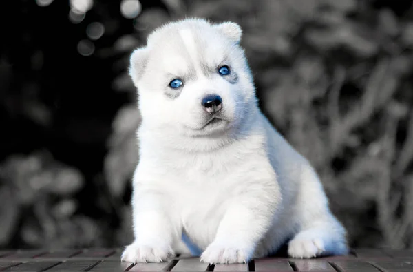 Cachorrinho Husky Siberiano Livre — Fotografia de Stock