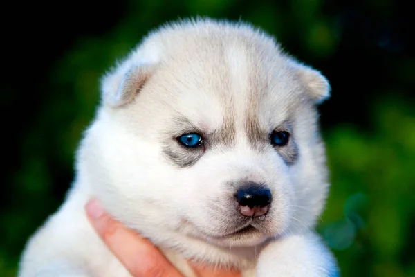 Siberiano Husky Cachorro Aire Libre —  Fotos de Stock