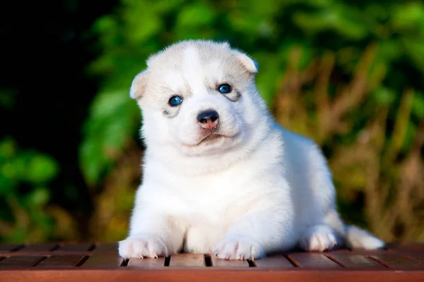 Chiot Husky Sibérie Extérieur — Photo