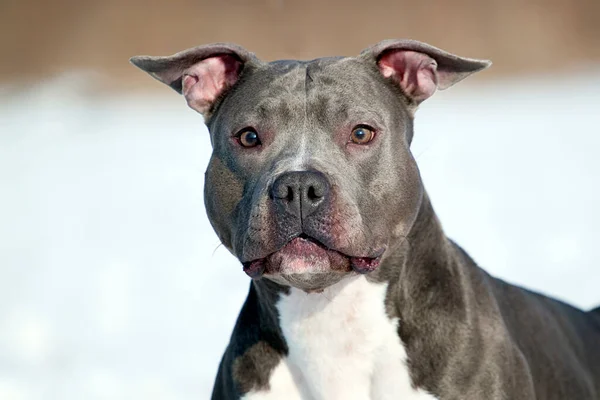 Chien Terrier Américain Staffordshire Hiver — Photo