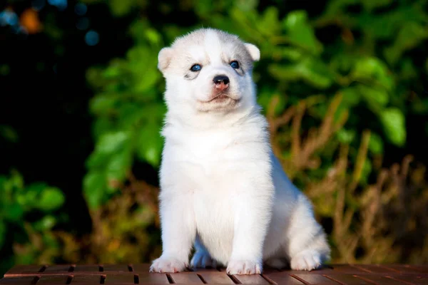 Cachorrinho Husky Siberiano Livre — Fotografia de Stock