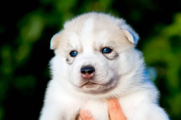 Chiot Husky Sibérie Extérieur — Photo