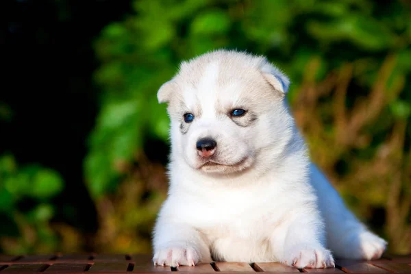 Cachorrinho Husky Siberiano Livre — Fotografia de Stock