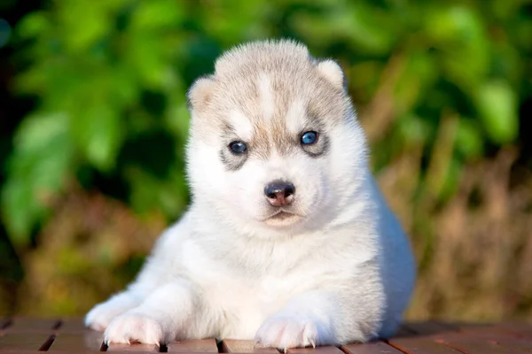 Siberiano Husky Cachorro Aire Libre —  Fotos de Stock