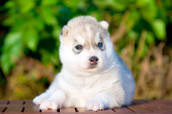 Sibirien Husky Valp Utomhus — Stockfoto