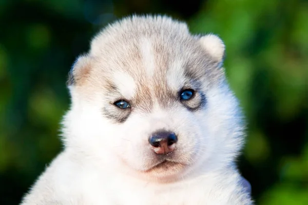 Chiot Husky Sibérie Extérieur — Photo